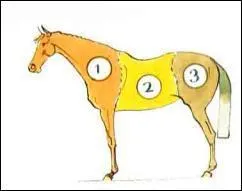 Les 3 parties du cheval sont :