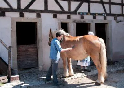 Un palefrenier est un employé chargé de poser les fers des chevaux.