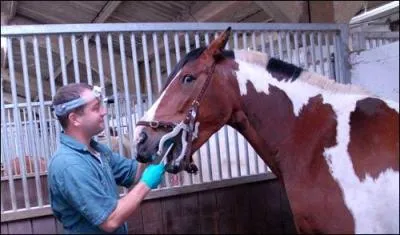 Il existe des vétérinaires et des dentistes spécialisés dans la médecine équine.