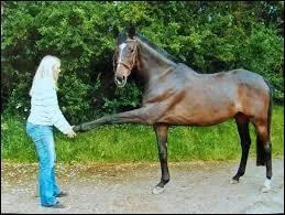 Il existe même des ostéopathes et des kinésithérapeutes équins. Nos petits amis sont chouchoutés !