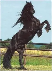 O se situe le troupeau de chevaux-dragons sur Enkidiev ?