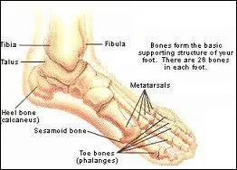Combien d'os constituent le m&eacute;dio-pied humain ?