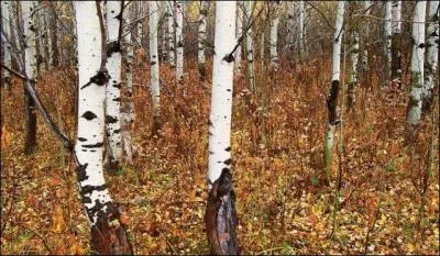 Ne me dites pas que vous avez oublié le nom du plus célèbre brigand des bois ?