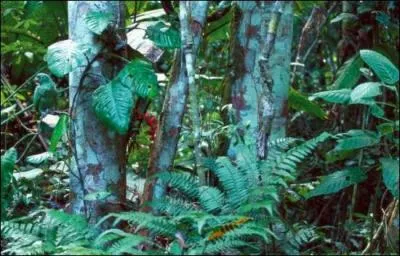 Cet oiseau a de très belles plumes, c'est donc ...