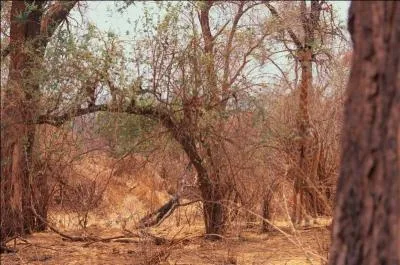 Je sais, ce sont les animaux qu'il faut trouver, mais on va faire un changement. De quel continent s'agit-il ?(l'image a un rapport avec la question)