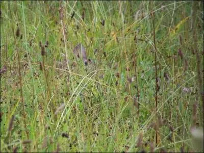 Cet animal-là est sauvage et domestique, mais là vous ne serez pas capable de me dire de quel animal il s'agit.
