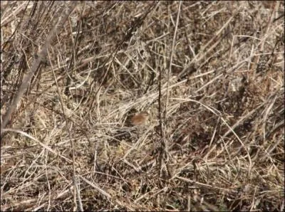 Arrivez-vous à identifier l'animal caché sur l'image ?