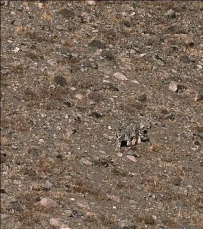 Serez-vous capable de me dire ou plutôt de trouver l'animal caché sur cette image-là ?