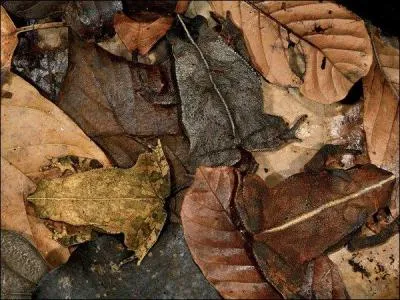 Dites-moi combien et quels animaux vous voyez sur cette image.