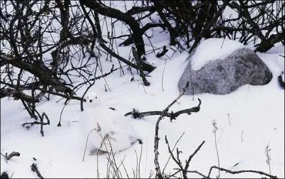 Cet animal vous le voyez tous les jours.