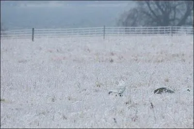 Celui-ci a un rapport avec la neige.