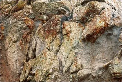 Cet animal se trouve dans la forêt. Alors de quel animal s'agit-il ?