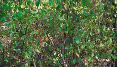 Ce-ci, Pour les chasseurs c'est un gibier, mais pour moi, c'est un bel animal.