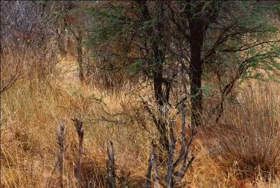 Cet animal vit surtout en Afrique. Alors, quel est le nom de cet animal caché ?