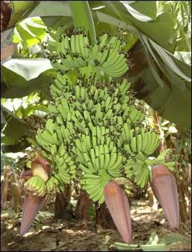 Ces deux r&eacute;gions sont exportatrices de ce fruit, mais attention, le chlord&eacute;cone est toujours l&agrave;, et il n'est pas pr&egrave;s de dispara&icirc;tre !