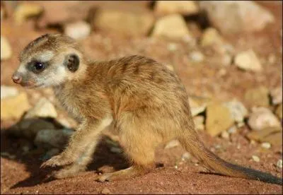 Trouvez le pays gr&acirc;ce &agrave; l'animal !