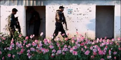 Gentil coquelicot mesdames, gentil coquelicot messieurs, mais attention, celui-ci peut vous faire grimper aux rideaux, trouvez le pays en question !