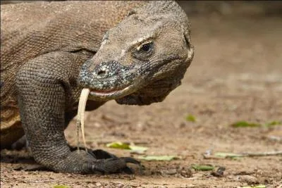 Combien d'oeufs pond en moyenne la femelle du dragon de Komodo ?