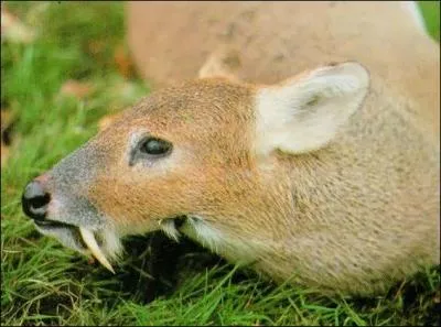 Non, ce n'est pas du tout une caricature, ni un vampire, cet animal existe bel et bien, mais où le trouve-t-on, d'après vous ?
