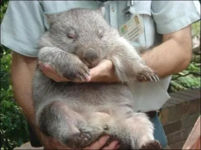 Continuons avec ce sympathique animal, il n'est qu'un seul, de ces trois pays, où vous pouvez l'admirer !