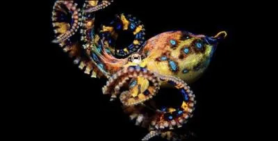 Trouvez le pays où vous avez une chance de voir cette jolie petite pieuvre, en évitant de la toucher !