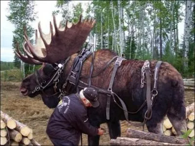 Dans ce pays, il est utilisé dans certaines régions, comme animal de trait !