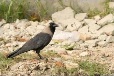 Trouvez ce pays grâce à cet oiseau, et que Saint Patrick vous guide dans cette épreuve !