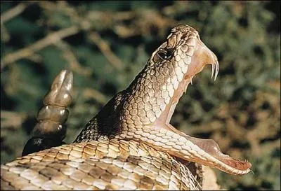 Pour le voir, de loin si possible, il vous faudra visiter...