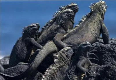 Cet endroit est unique, beaucoup d'espèces animales y sont endémiques, Charles Darwin y séjourna et s'en inspira pour sa théorie sur l'évolution des espèces !