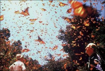 Tous les ans, ces papillons entament la plus grande migration du monde des insectes, ils partent du Canada pour arriver...