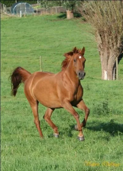 À l'époque, le selle-français était nommé...