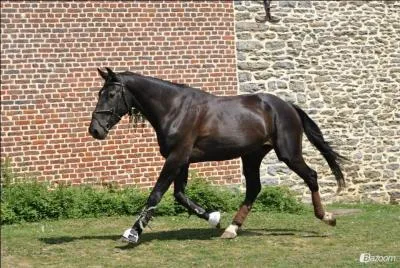 Le selle français a un caractère doux mais énergique. Vrai ou faux ?