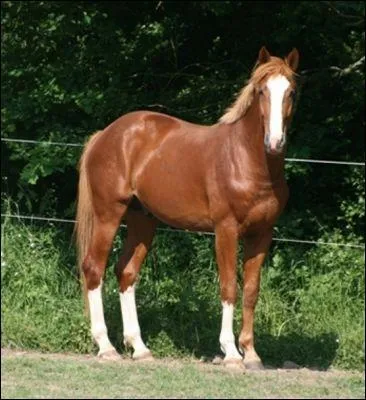 Le selle français est un cheval de...