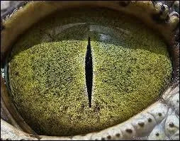 À quel animal cet il appartient-il ?