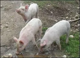 Le tour de cochon traduit ---------.