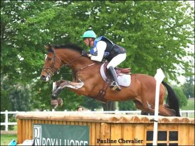 Connais-tu le caractère de l'anglo-arabe ?