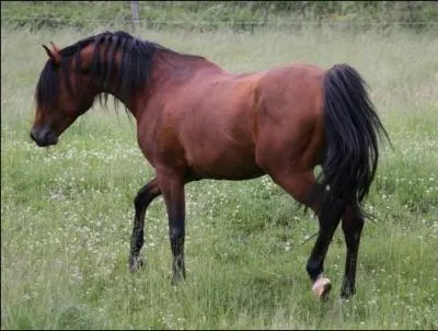 Il est souvent utilisé en...