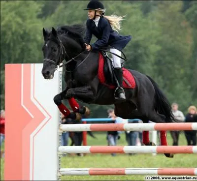 Sur l'anglo-arabe la robe noire est rare.