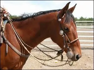 Homophone qui entraîne au contrôle.