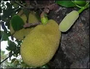 Quel mot désigne un fruit ?