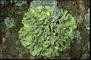 Il désigne l'appareil végétatif des lichens.