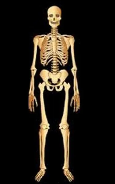 Combien y a-t-il d'os dans un corps humain ?