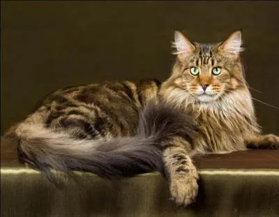 Quelle est la race de ce chat ?