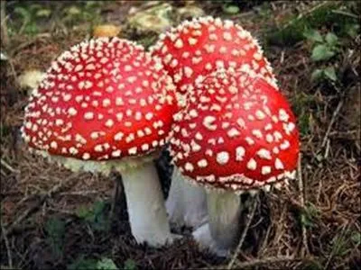 Quel est le nom de ce champignon ?