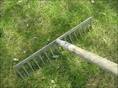 Mon premier est un animal qui ressemble à une grosse souris.
Mon deuxième est le verbe dire à la première personne du singulier au présent.
Mon tout est un légume croquant. 
Quelle est la bonne réponse ?