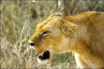 Lorsqu'une lionne a les oreilles en arrière, cela signifie :