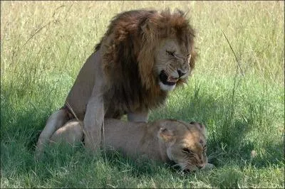 À quel âge les lions atteignent-ils leur maturité sexuelle ?
