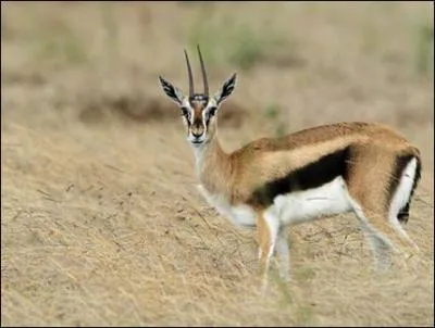 Quel est l'animal le plus redoutable pour les lions (entre ces 3 réponses) ?