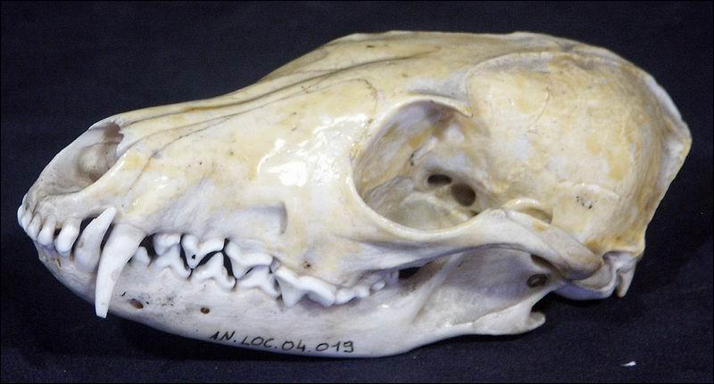 Les premiers ossements d'animaux ressemblant au chien ont été trouvés en :  
