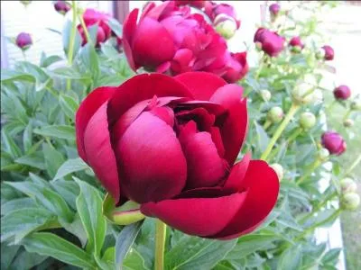 Trouvez le nom d'un roman !